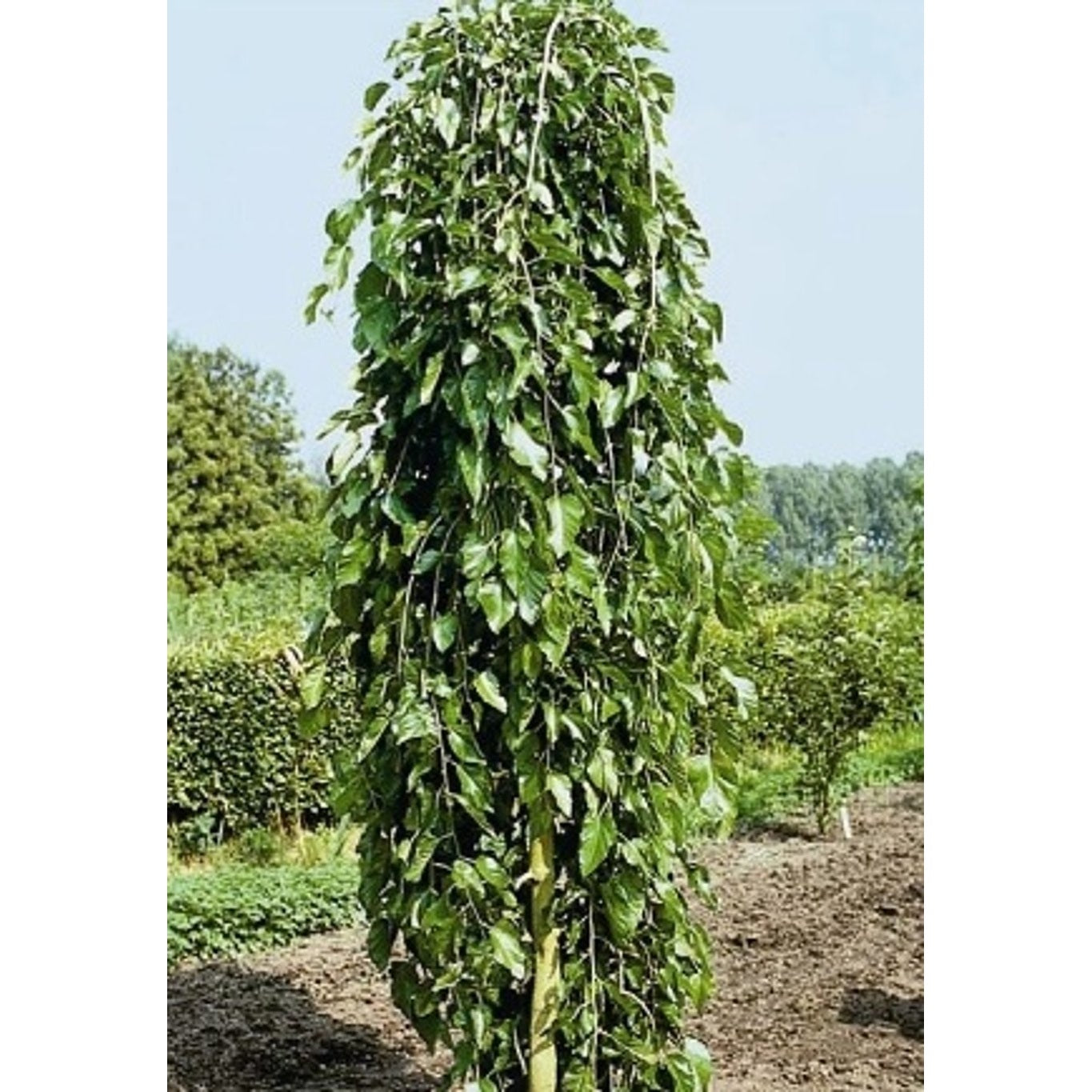 Hängmullbär – Morus alba 'Pendula' - 120 CM Stem C10